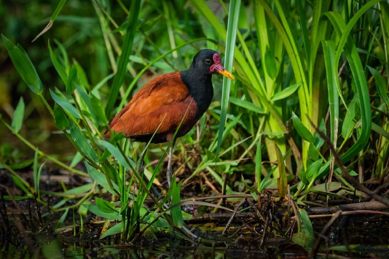 029 Noord Pantanal, leljacana.jpg